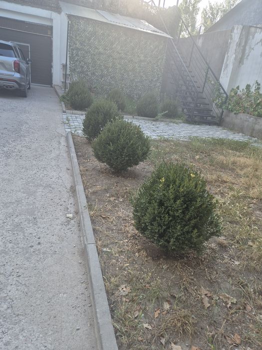 Деревья декоративные