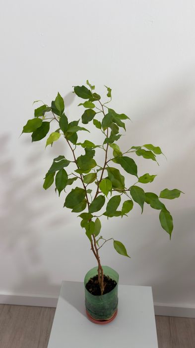 Фикус Бенджамина