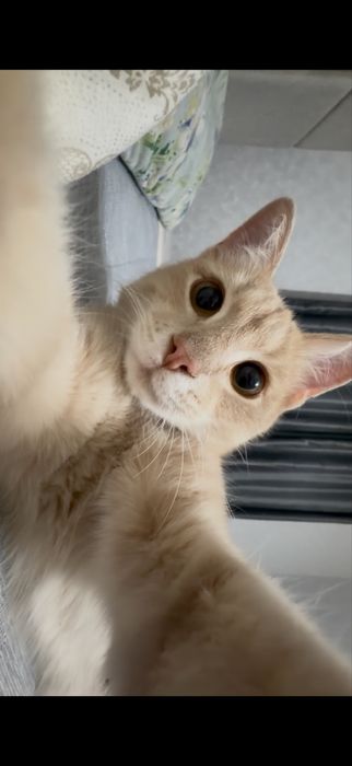 Отдам кота даром