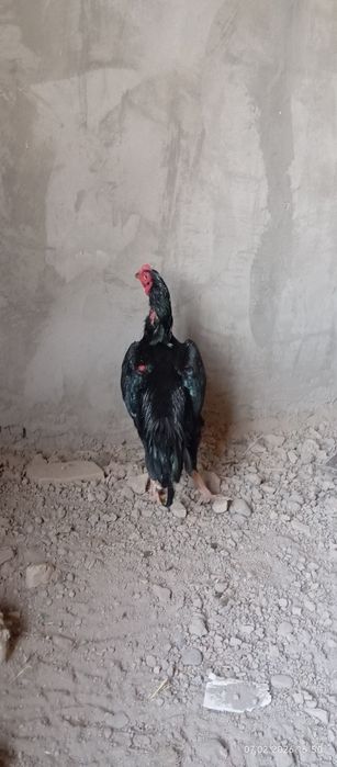 Карис хороз сотилади