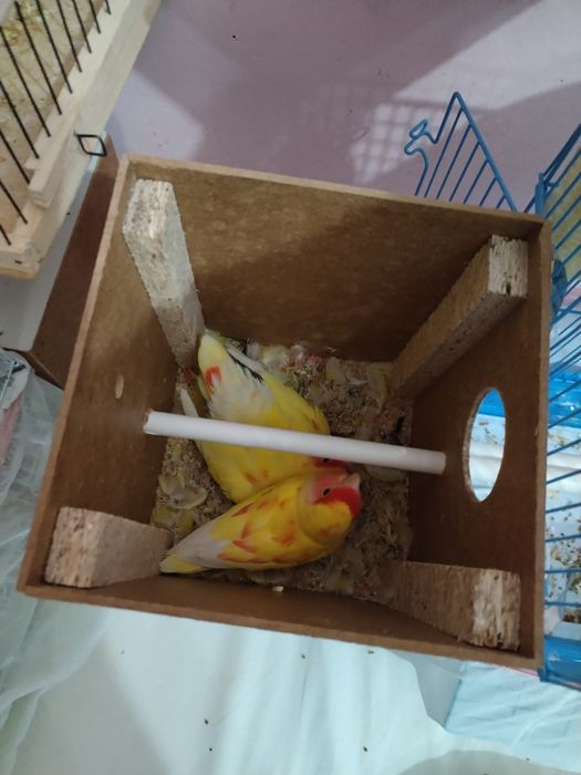 Aleksandr qushi jo'jasiga almashaman daplata bor