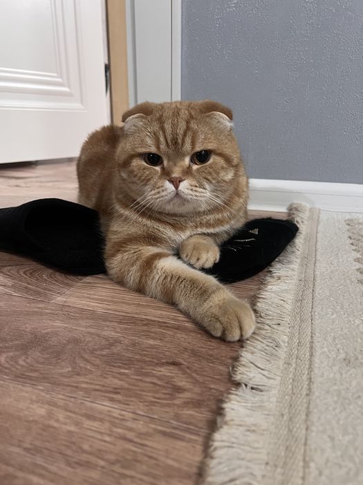 отдам кошек в добрые руки