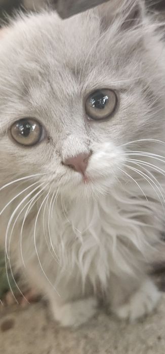 Отдам котят даром