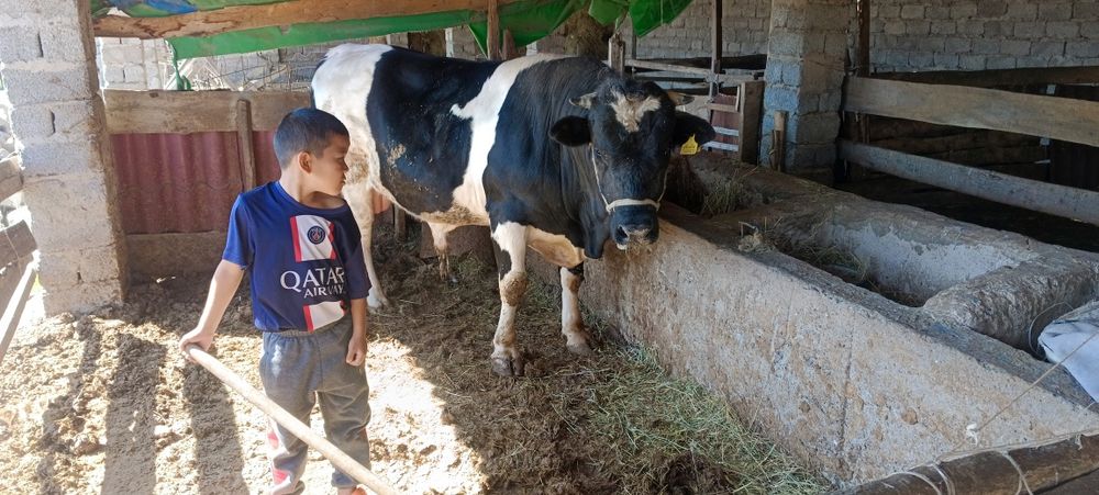 Бұқа сатылады бордақылауда тұрған