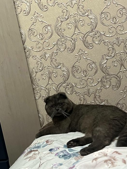VYAZKA ga zotdor Mushuklarimiz bor harxil porodali
