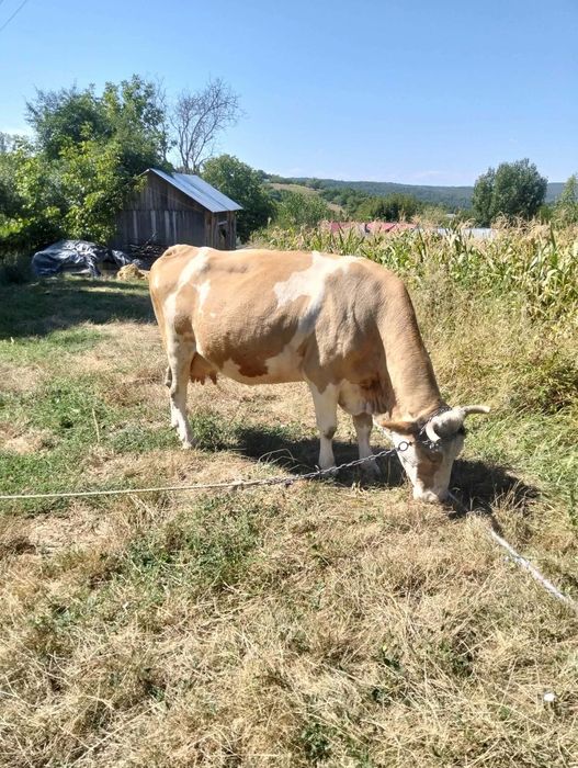 Vând vaca gestanta