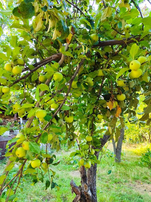 Продаю дом Текели