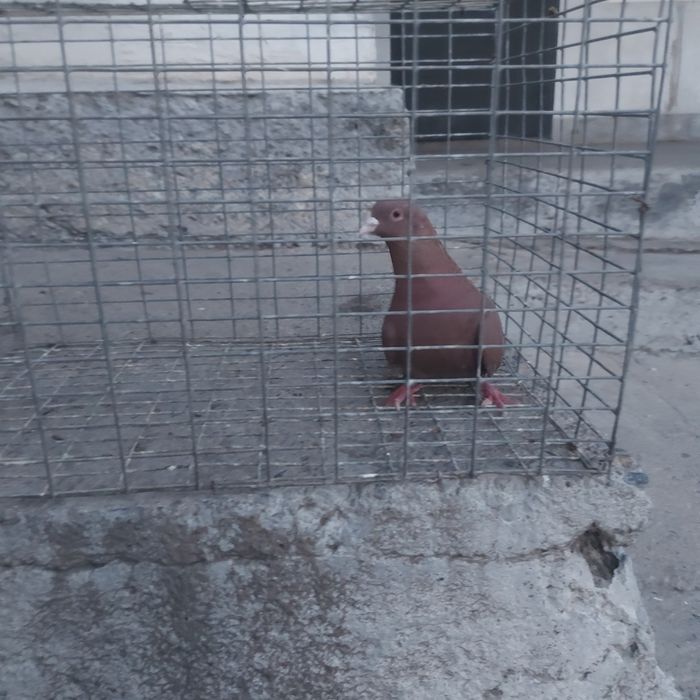 Красный лиси самец лет с игрой