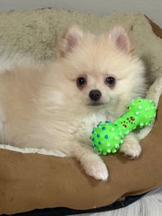 Померан-шпиц цена по договаряне