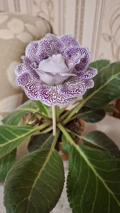 Глоксиния махровая