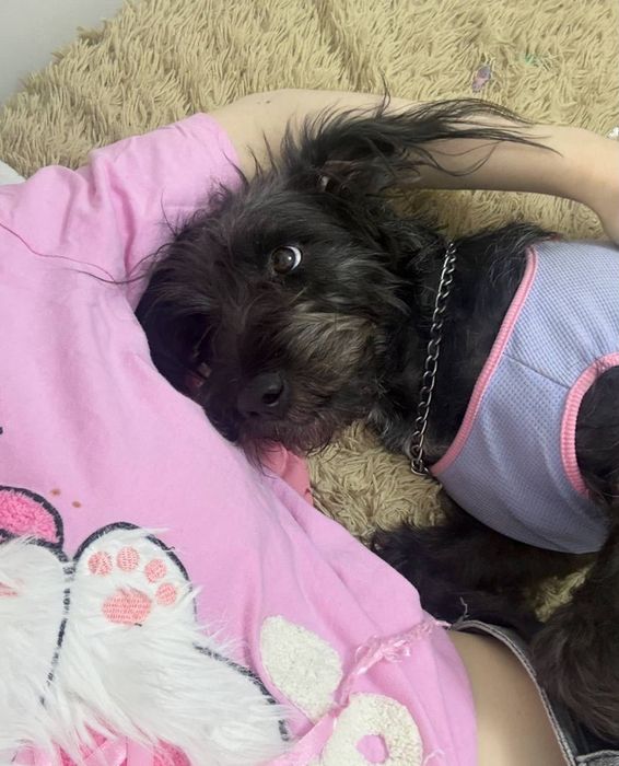 Собака в добрые руки НЕ ПОД ЦЕПЬ