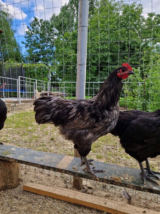 Cocos Australorp 6 luni