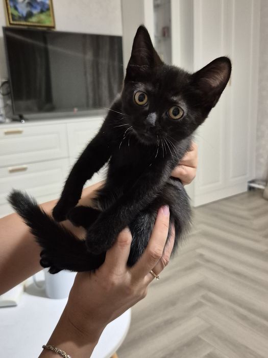 Чёрные котятки ищут дом