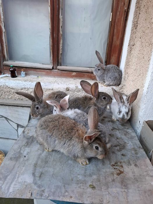 Продавам зайци малки и големи