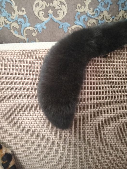 Продам два песцовых воротника