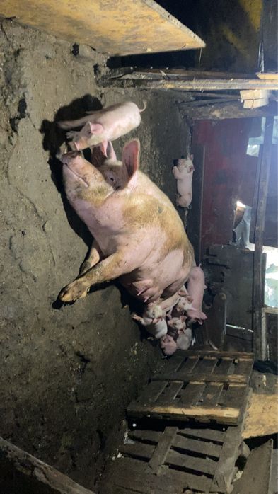 Прасета малки ..