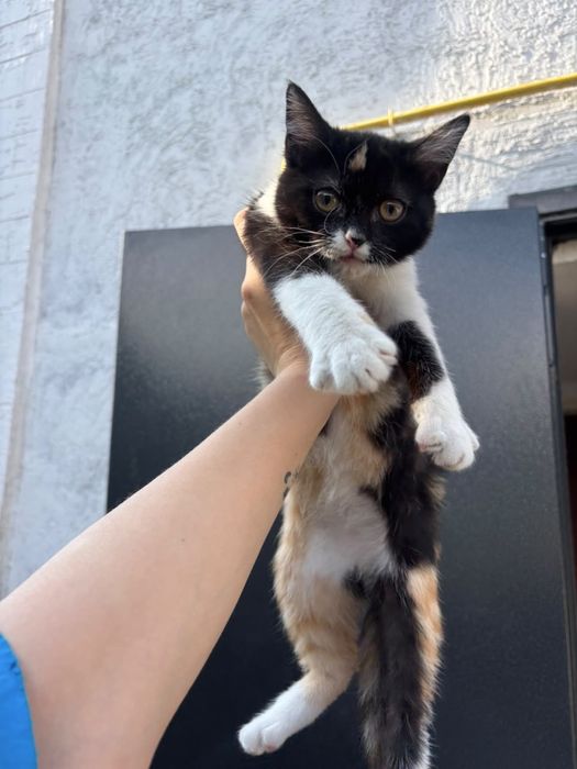 Котенок ищет свою семью