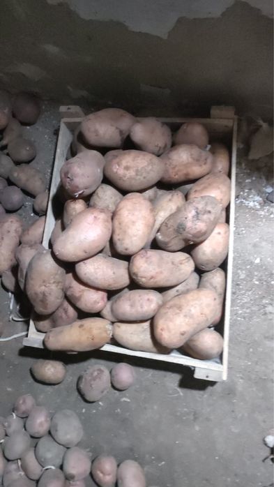 Домашнюю картошку продам