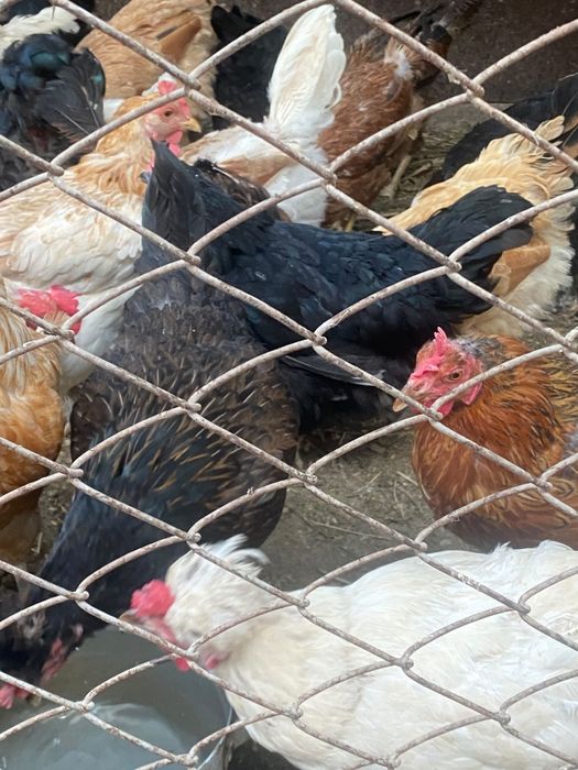 Продам племя кур