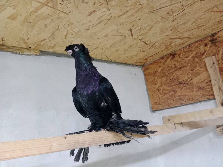 Продам   голубей