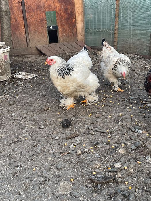 Pui brahma hd  si colombia de 3 saptamani