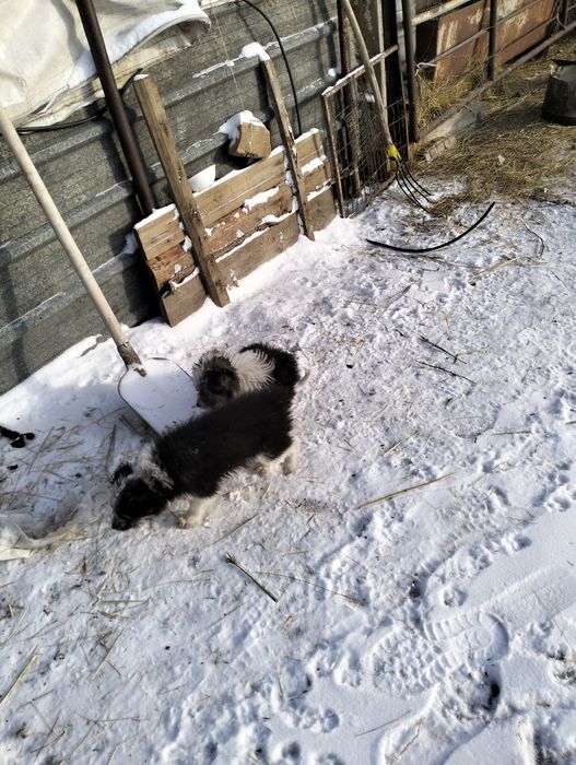 Охрана званочек х