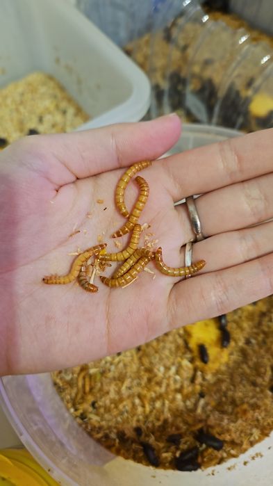 Мучные черви (живой корм)