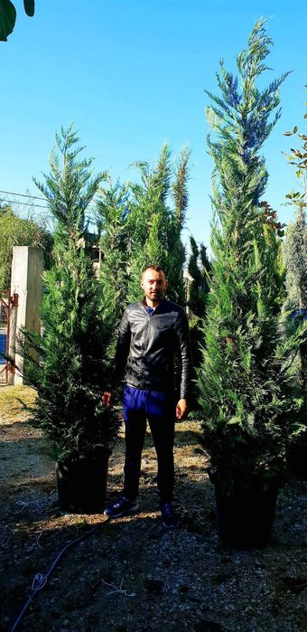 Cupresussocyparis Leylandii Plante Ornamentale