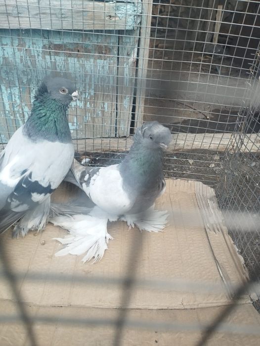 Продам самку 2025 года