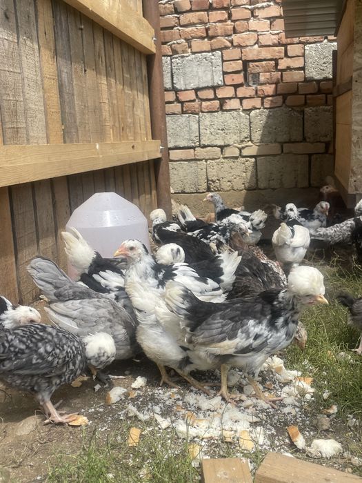 Pui de gaina (Motate olandeze, Pita Pinta Asturiana etc)