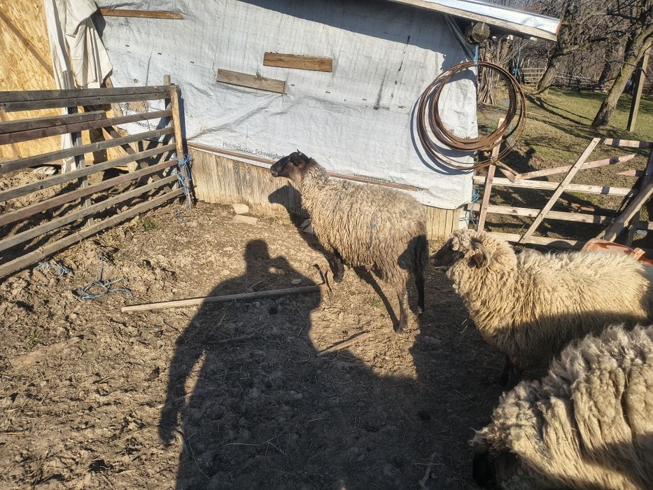 Berbecii de vânzare