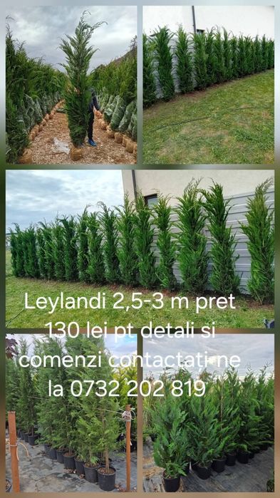 Tuia leilandy, măslini, palmieri, magnolii
