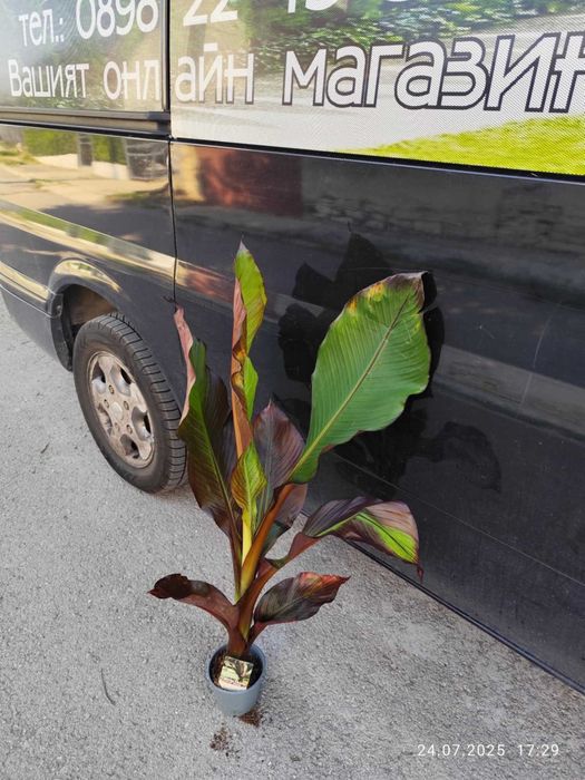 Банановото дърво на Абисиния - Червен Банан или етиопски банан