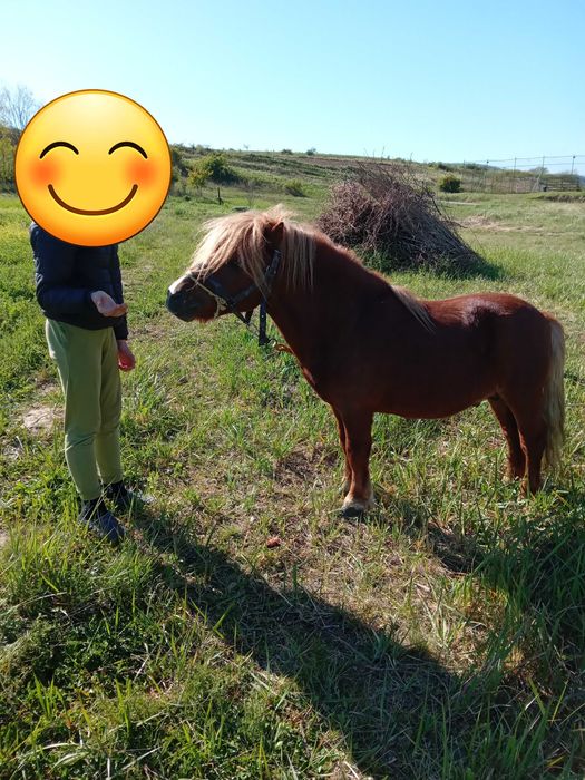 Ponei de vanzare.