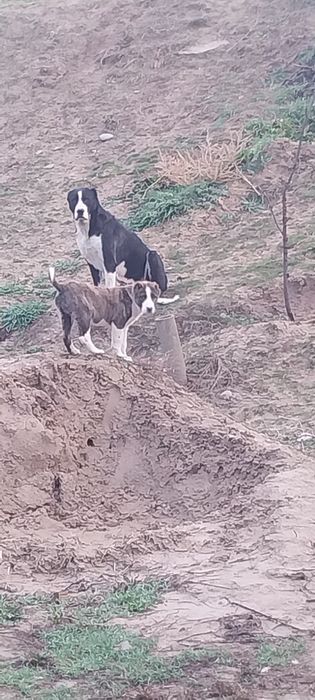 Продам кушык продам