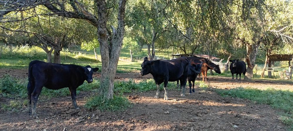 Animale vaci carne