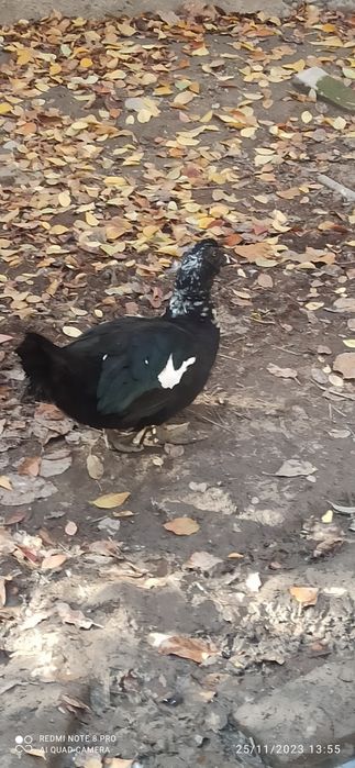 Qora oʻrdaklar sotiladi