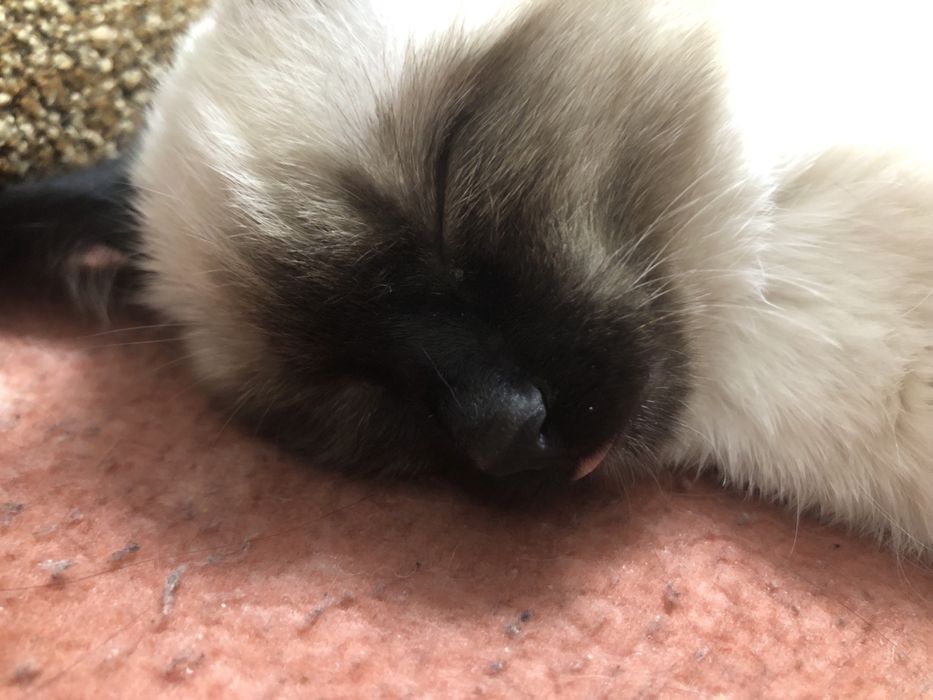 Отдам даром котенка