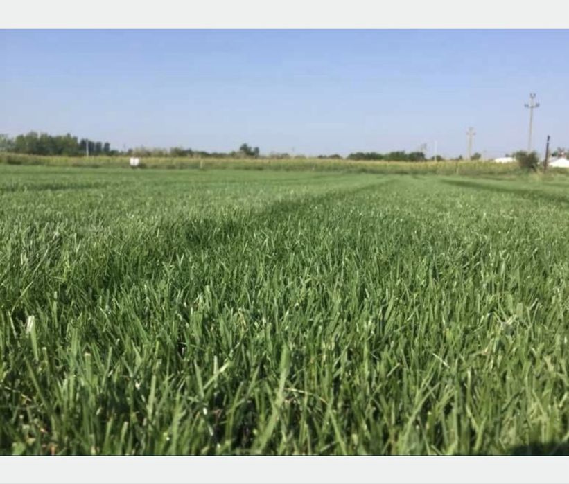 Gazon Rulou- Montaj Rapid si Curat