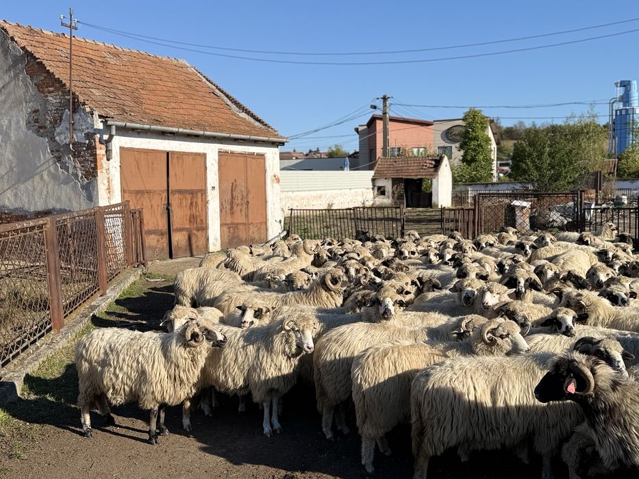 Vând 100 de oi Țurcane