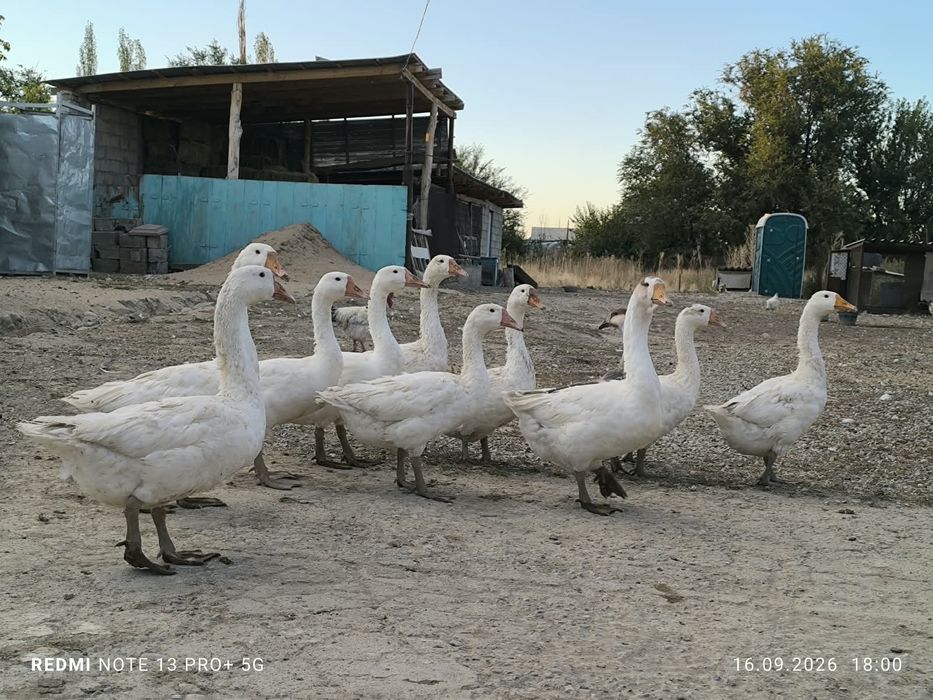 Продается  гуси.