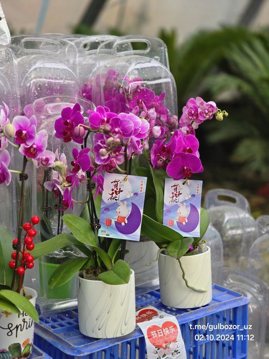 Комнатные растения Hona va ofis uchun gullar