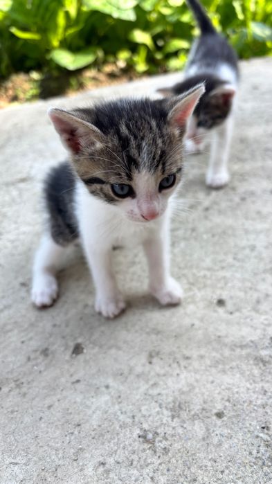 Pisicute spre adoptie