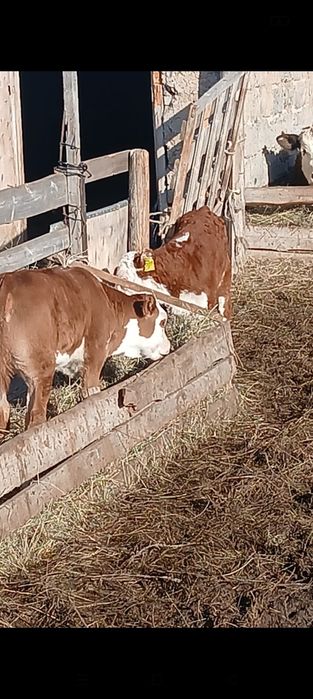 Продам телят бычки и телочки