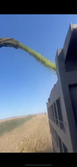 Силос кукурузный, кормовой силос