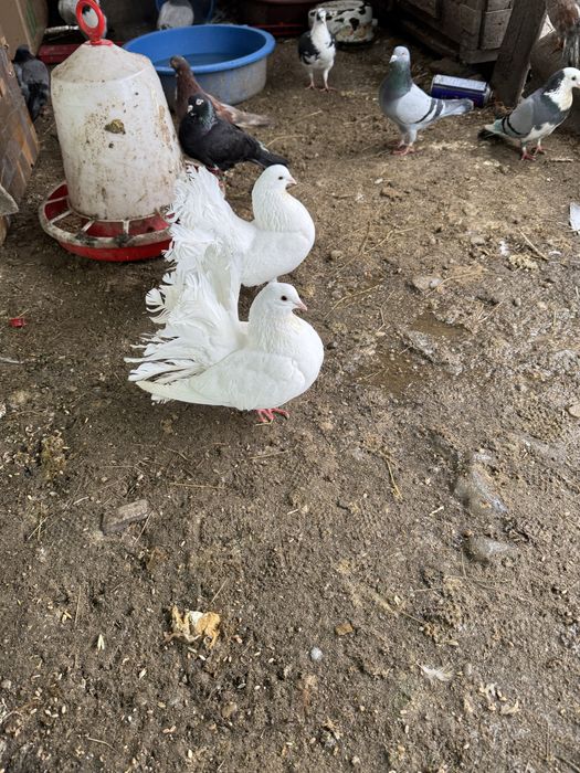 Porumbei Olt ornament