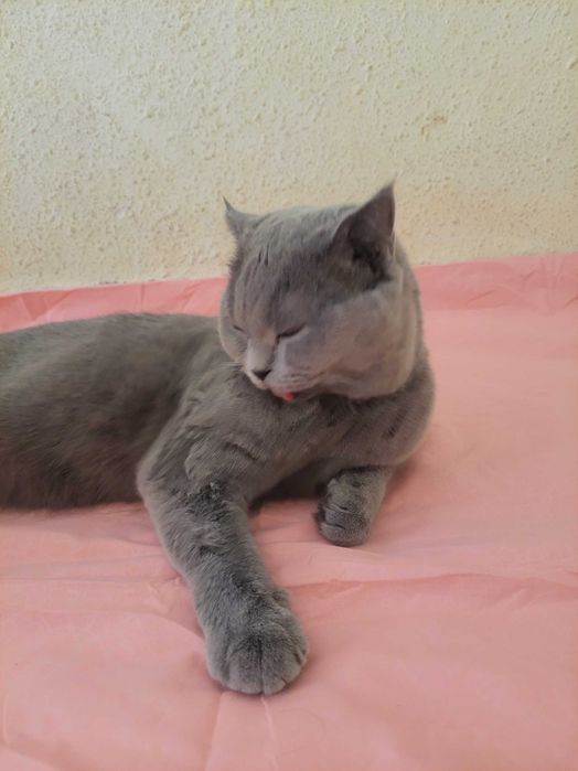 Scotsh strayt zotdor mushuk