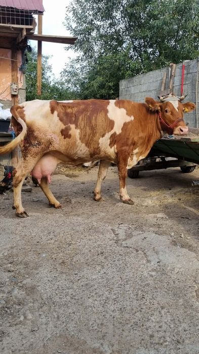 vaca de lapte  bălțată și buna de lapte