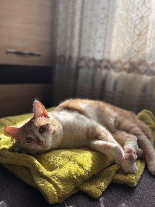 Отдам котика в добрые руки