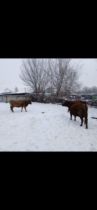 Продам коров, быков, баранов